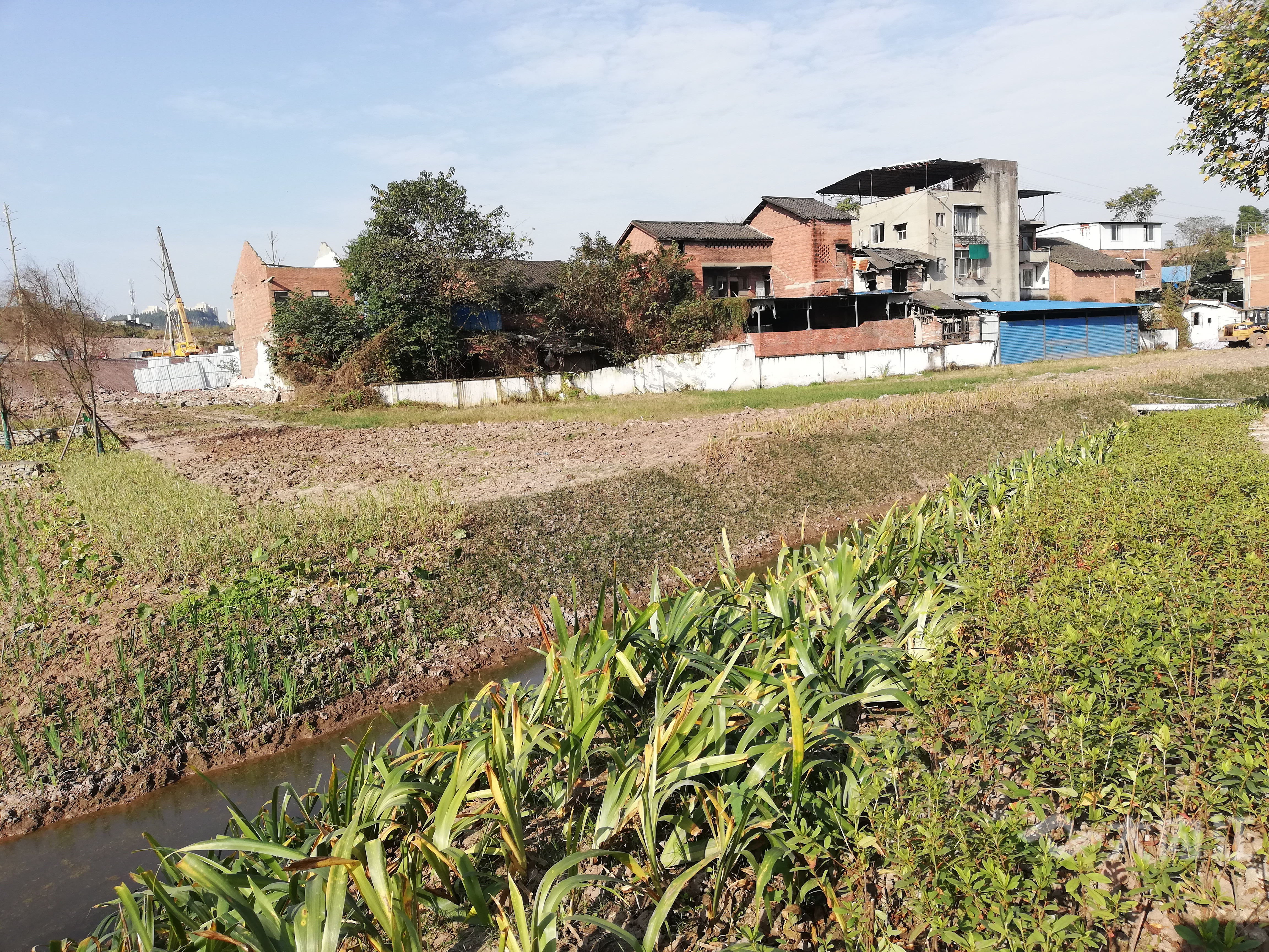 蟠龙冲黑臭水体11月2.jpg
