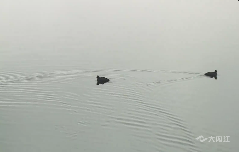 282377_1610007023711681.png 候鸟1.png