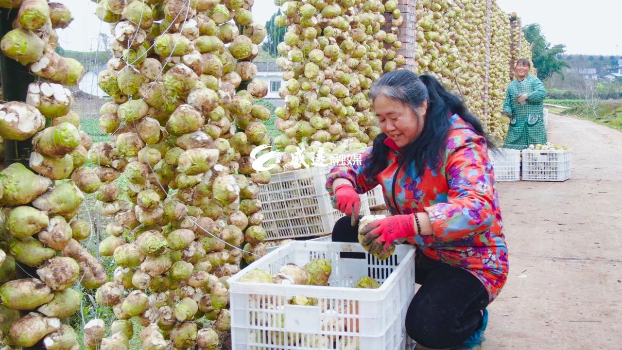大头菜11.jpg