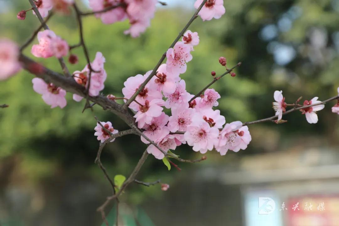282377_1613979711804521.jpg 东兴5.jpg