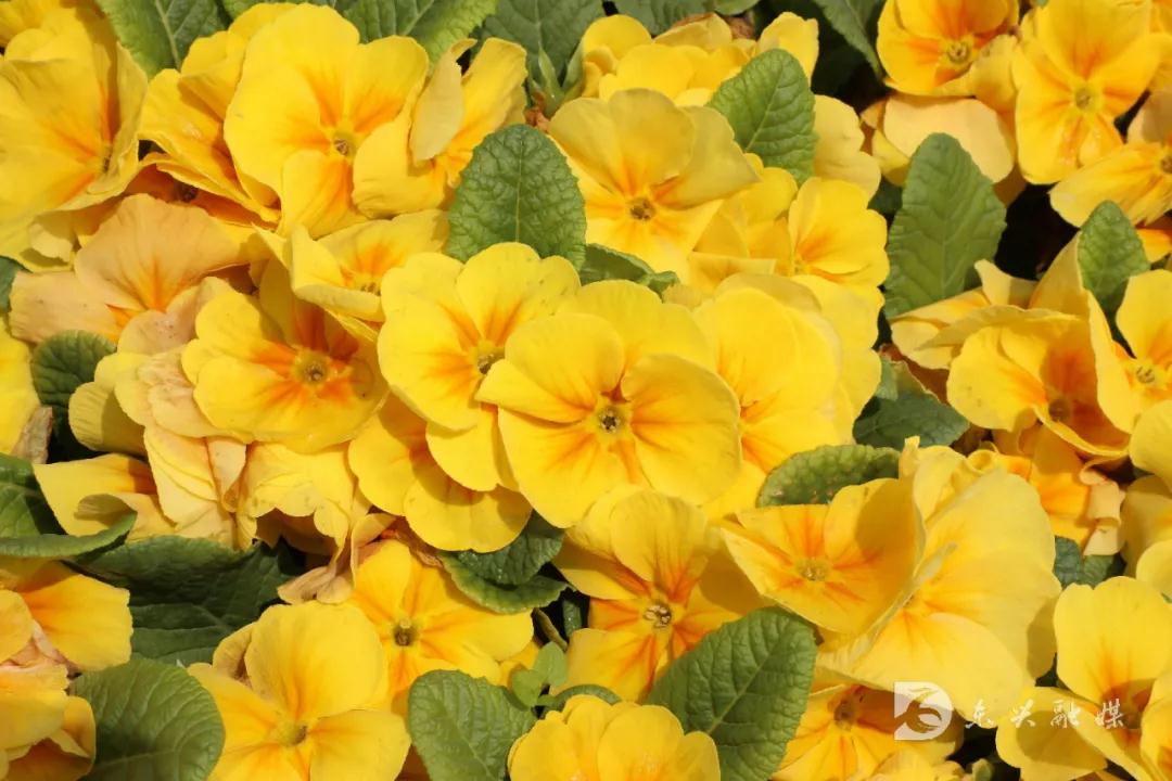 282377_1613979732327133.jpg 东兴7.jpg