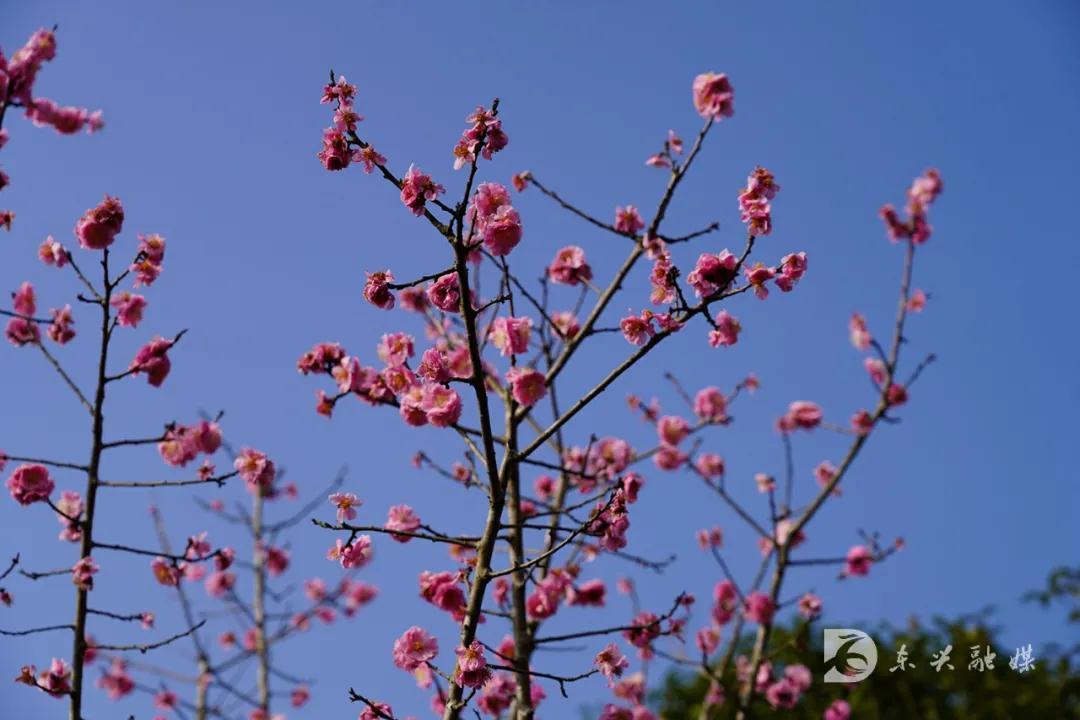 282377_1613979817672447.jpg 东兴12.jpg