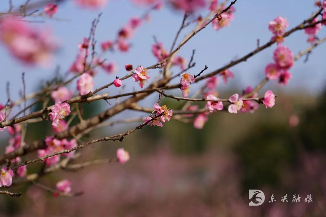 282377_1613979827538675.jpg 东兴13.jpg