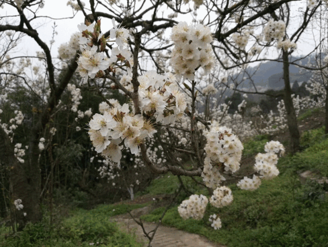 282377_1614045369547851.gif 重庆39.gif
