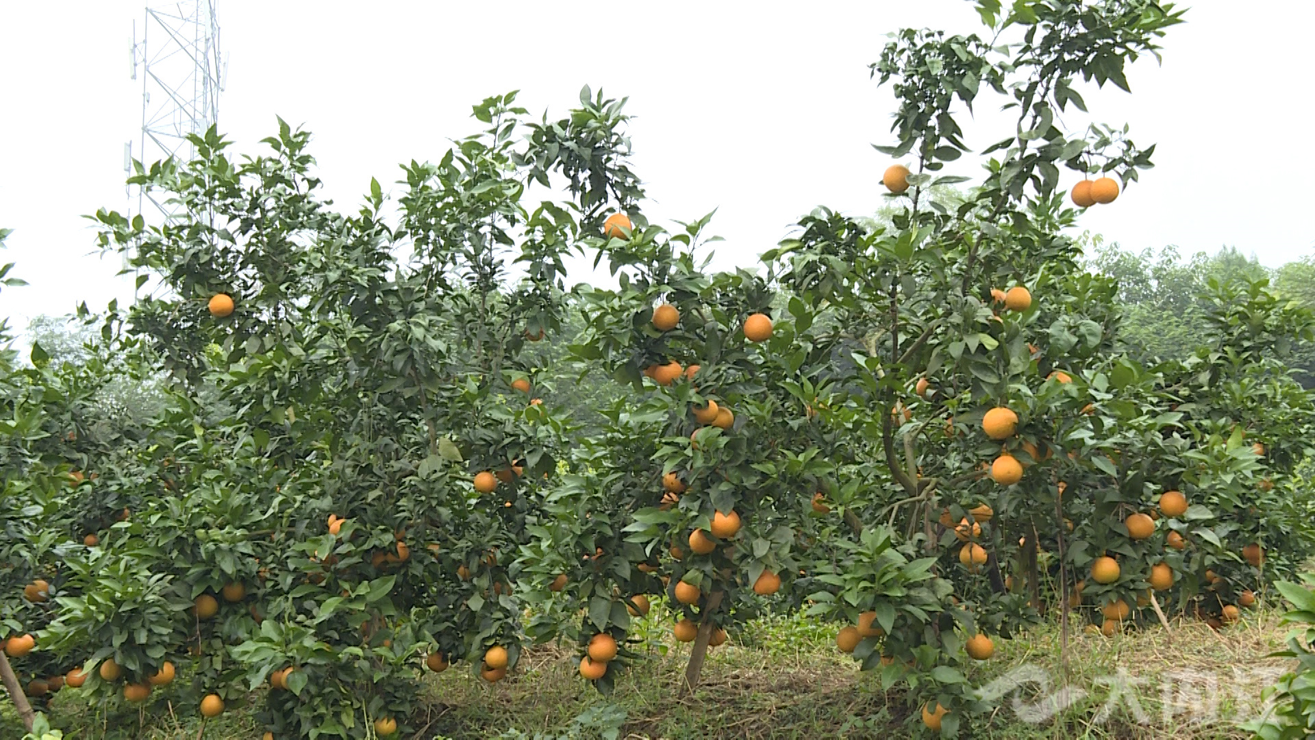 281876_1635842773897045.jpg 微信图片_20211102164433.jpg