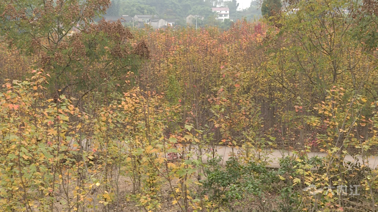 282035_1636427106779910.png 微信图片_20211109110425.png
