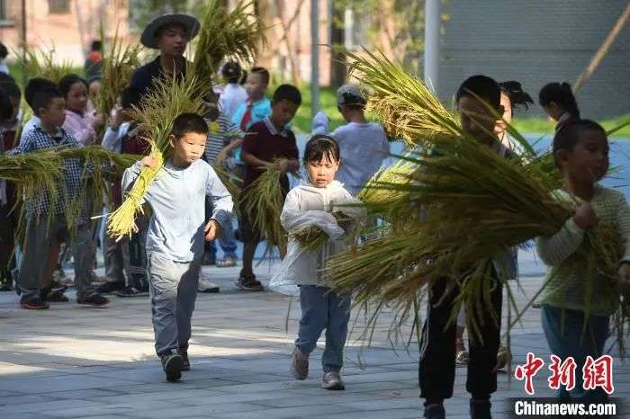 小学生们体验收割水稻。 陈超 摄 图片