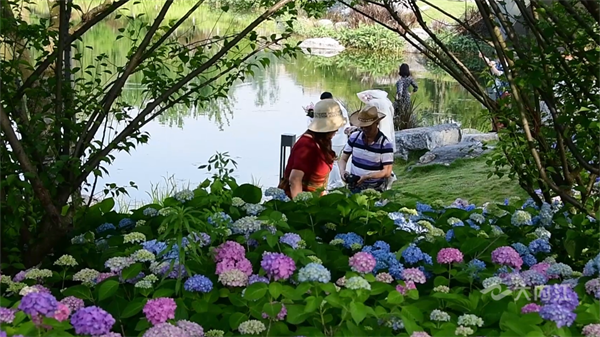 286033_1651804002676748.png 绣球花4.png