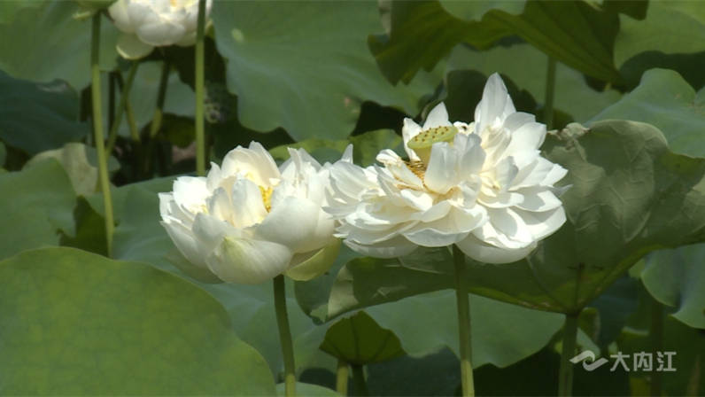 269955_1657075196322384.jpg 3荷花1.jpg