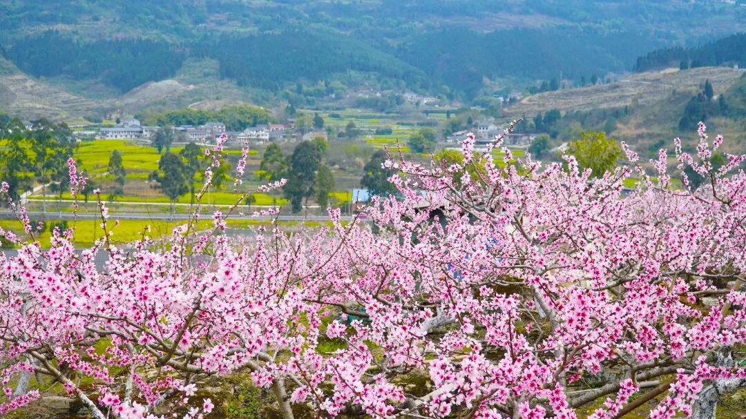 DSC09412.jpg 图片