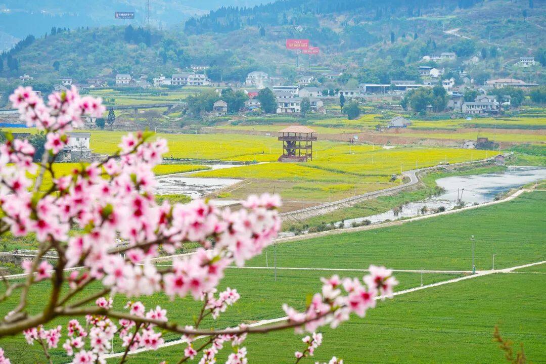 DSC08071.jpg 图片